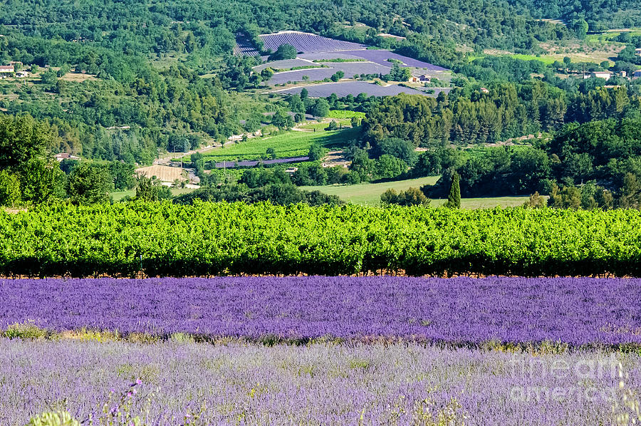 French Lavender Farms in Provence Two Photograph by Bob Phillips