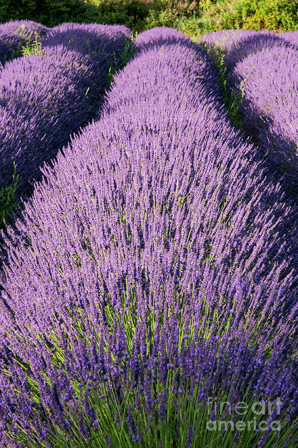 French Lavender in Provence One Photograph by Bob Phillips