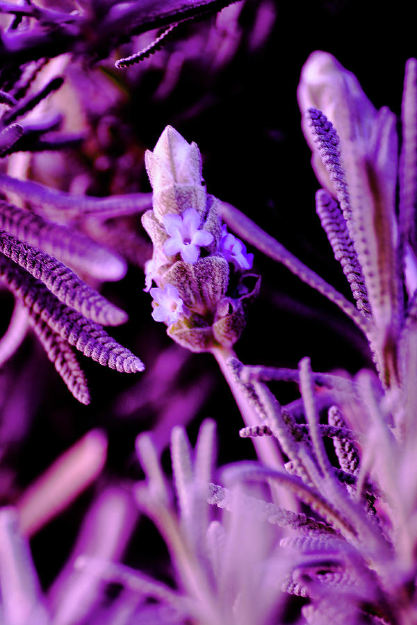 Plants Photograph - French Lavender by Jesse Chaidez Plants Photograph - French Lavender by Jesse Chaidez