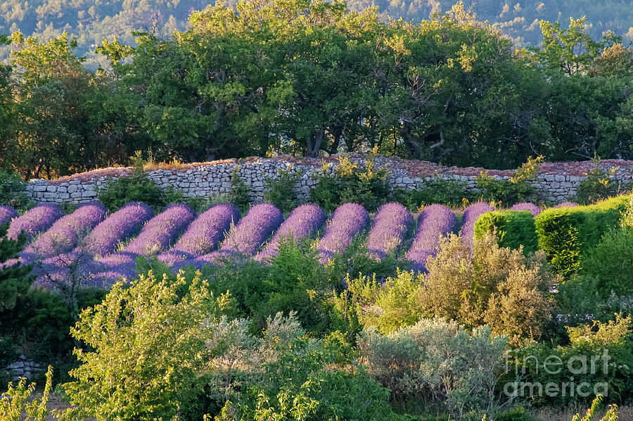 French Lavender Rows and Stone Fence Photograph by Bob Phillips