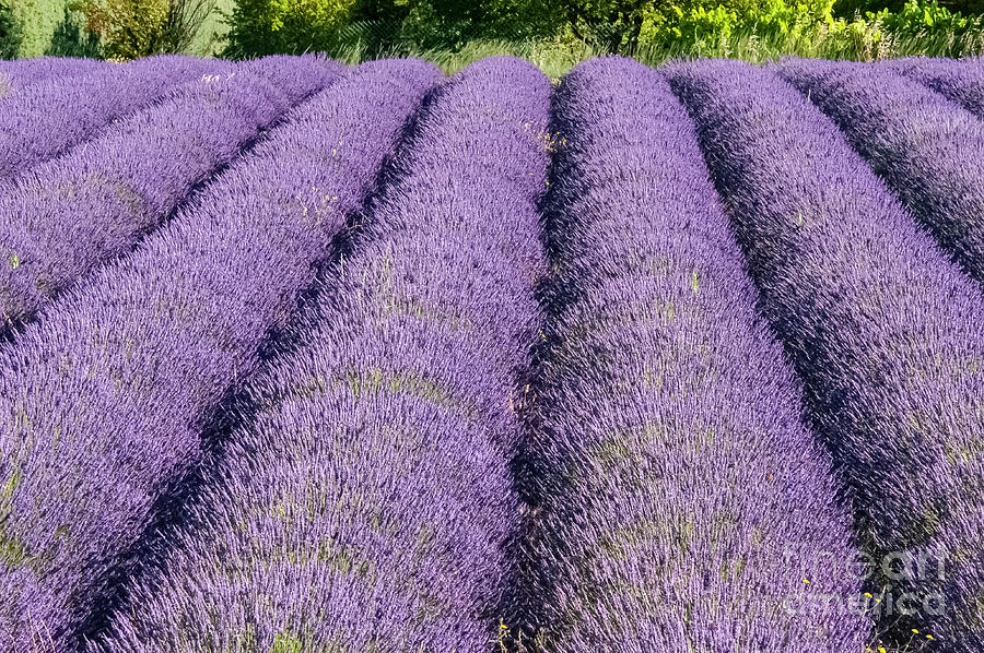 French Lavender Rows in Provence  Five Photograph by Bob Phillips