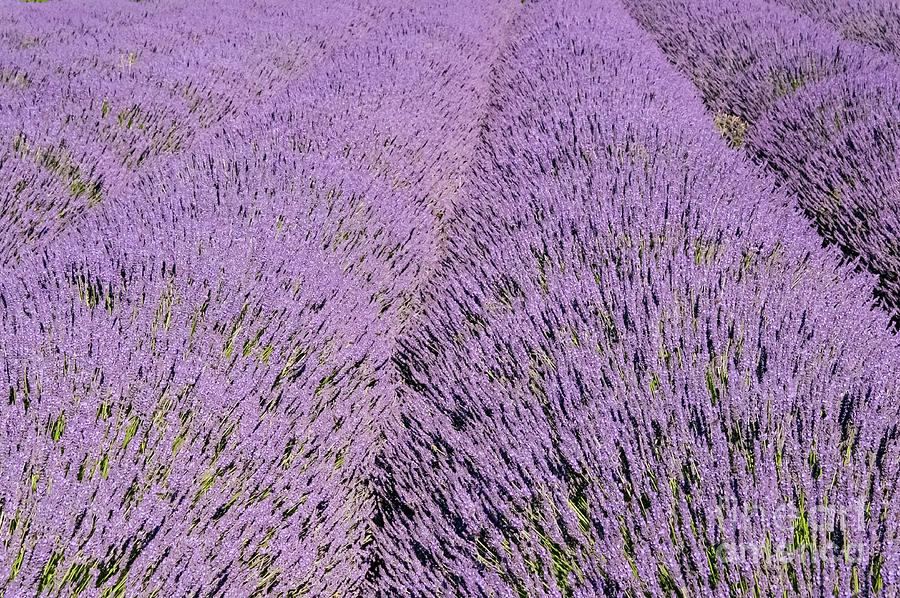 French Lavender Rows in Provence  Four Photograph by Bob Phillips