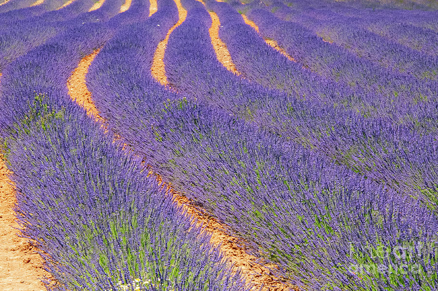 French Lavender Rows in Provence One Photograph by Bob Phillips