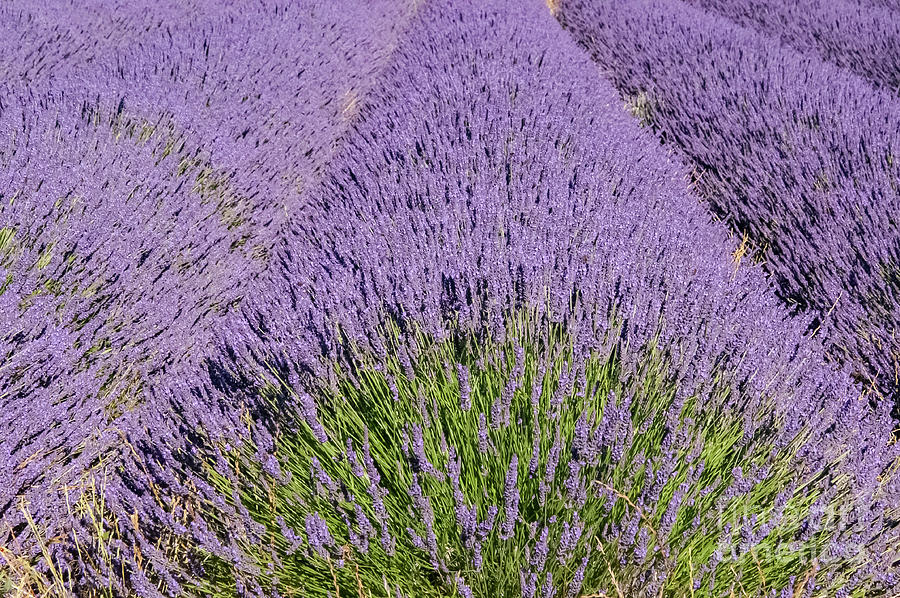 French Lavender Rows in Provence  Three Photograph by Bob Phillips