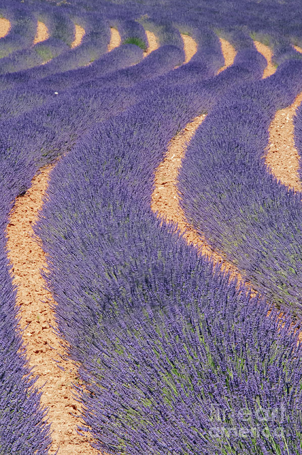 French Lavender Rows in Provence Two Photograph by Bob Phillips