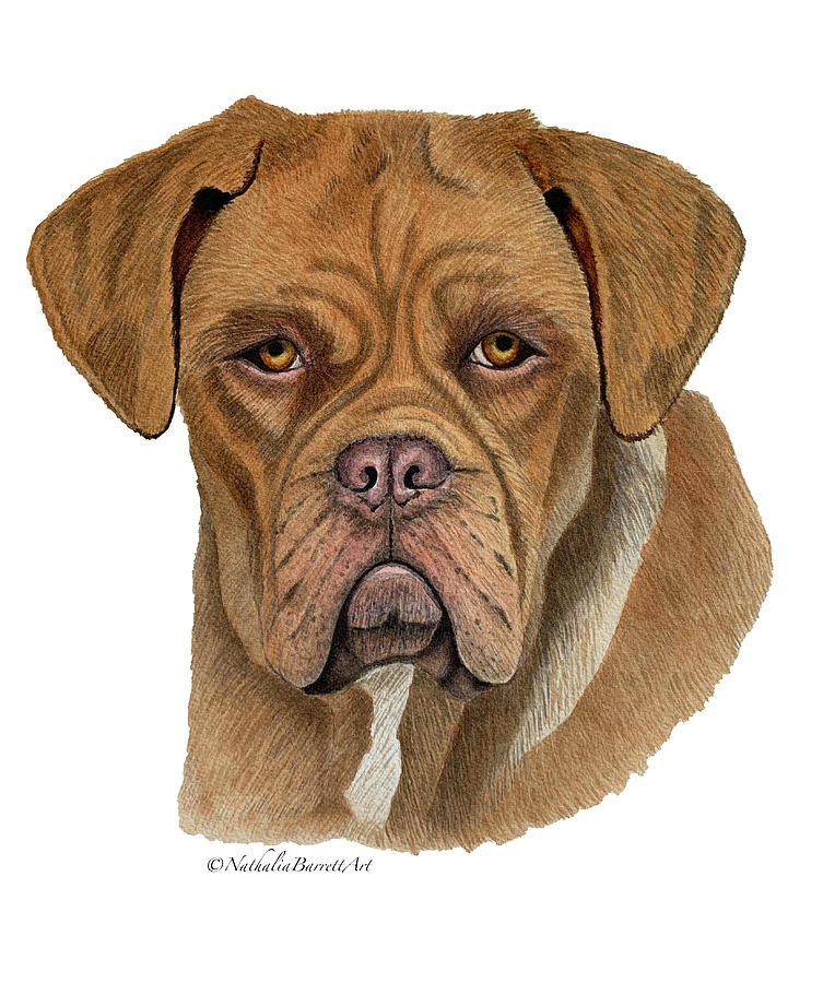 what color is a french mastiff