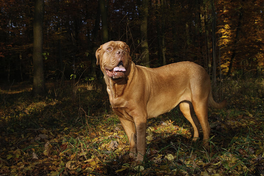 French Mastiff Photograph by Farbenrausch