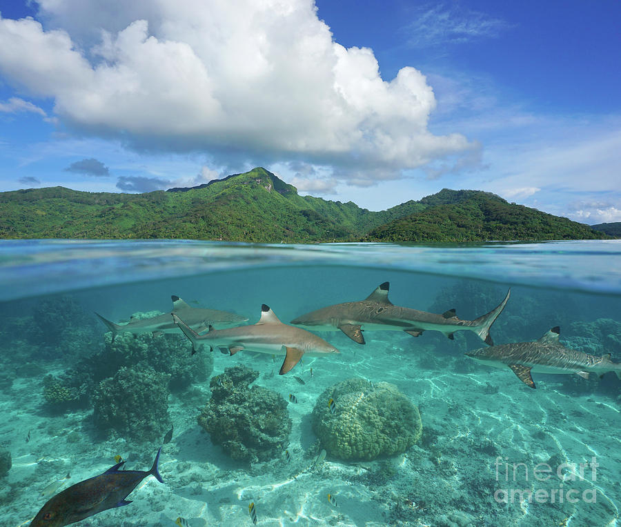 French Polynesia island seascape with sharks underwater Photograph by ...