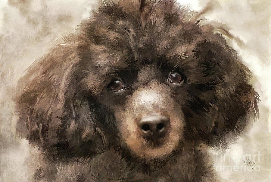 French Poodle Digital Art by Lois Bryan