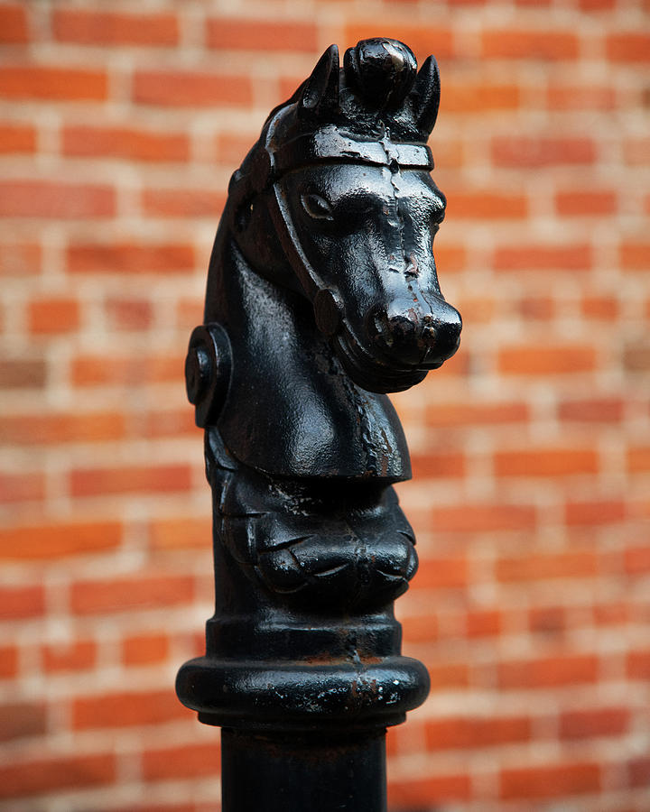 French Quarter Horse Head Photograph by Andy Crawford