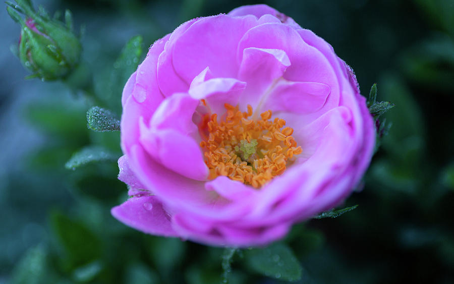 French Rose in the Early Morning Photograph by Rachel Morrison