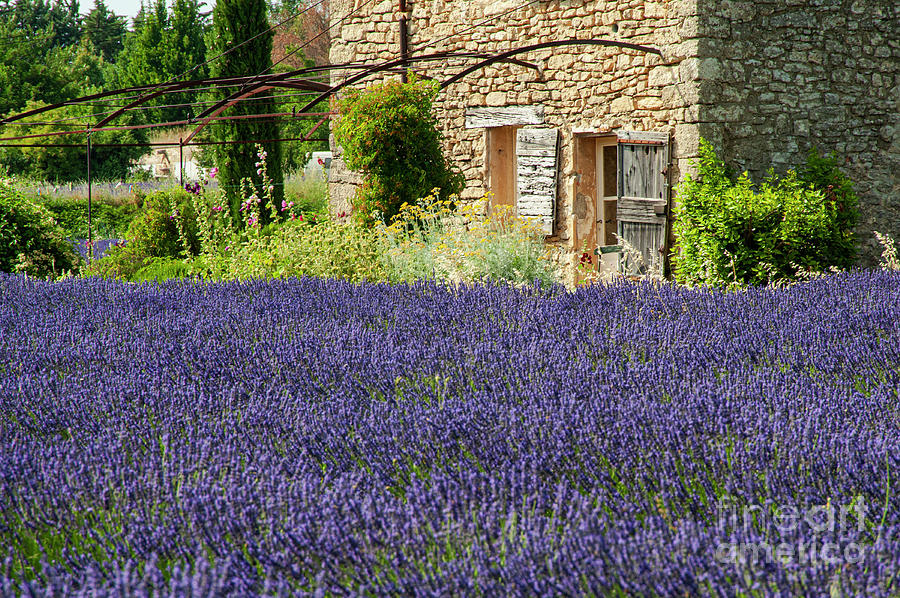 French Stone Farm House and Lavender Field Photograph by Bob Phillips