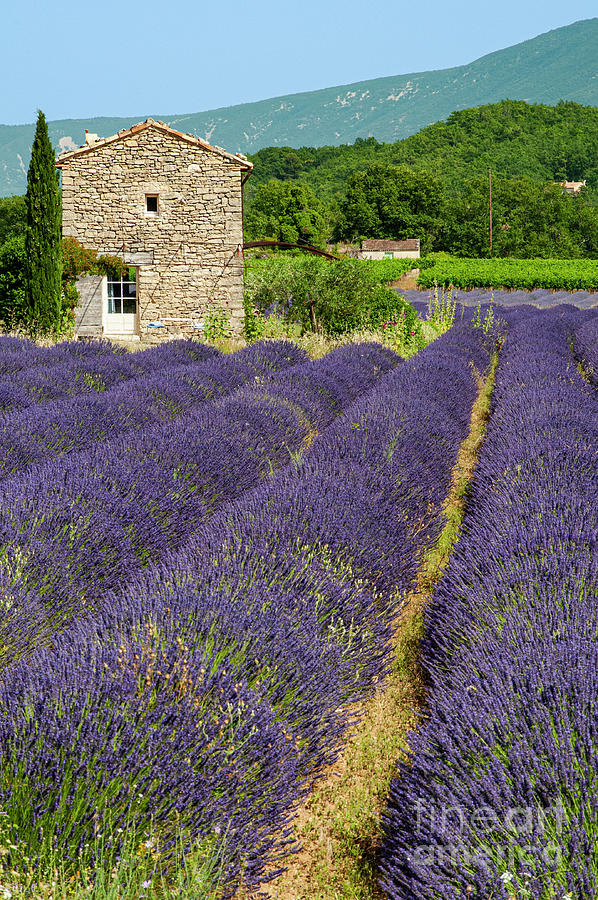 French Stone Farmhouse on a Lavender Farm One Photograph by Bob Phillips