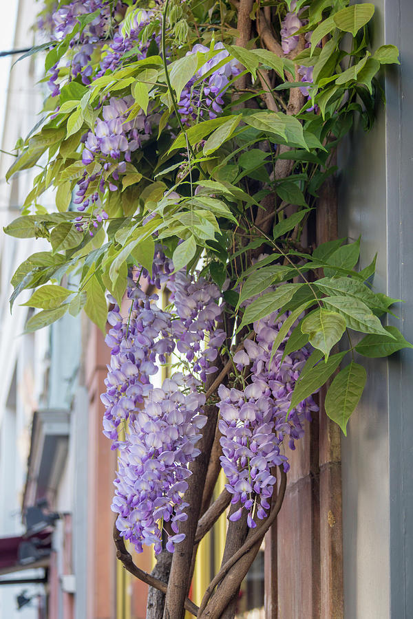 French Wisteria Photograph