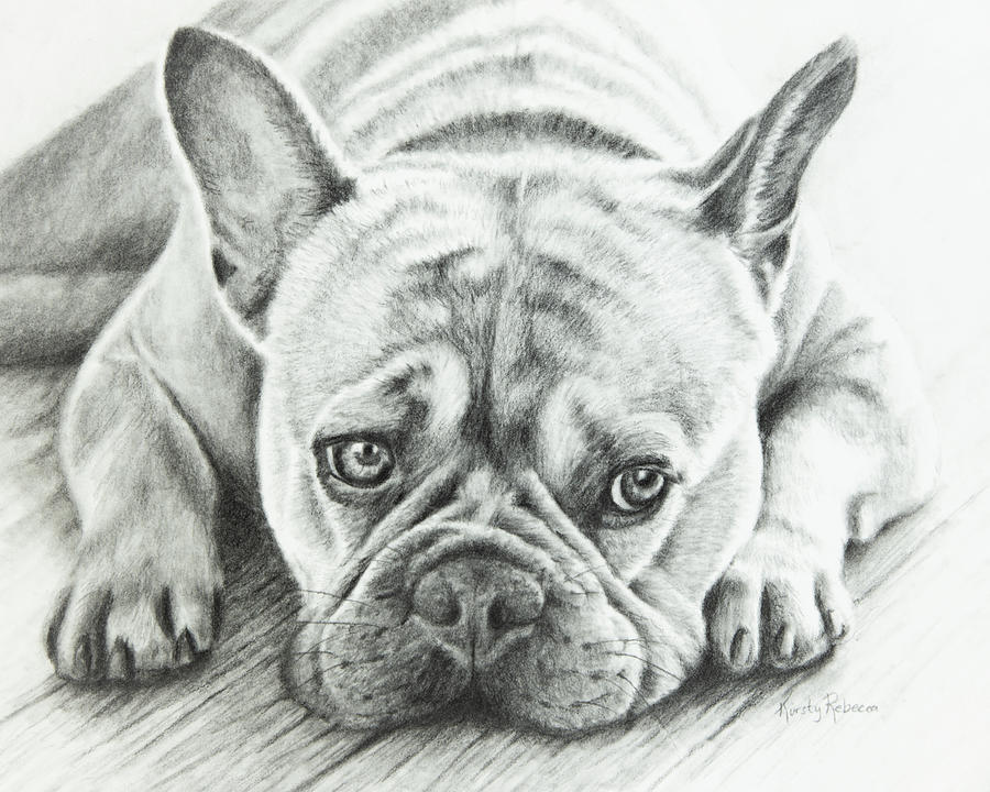 Frenchie Drawing by Kirsty Rebecca