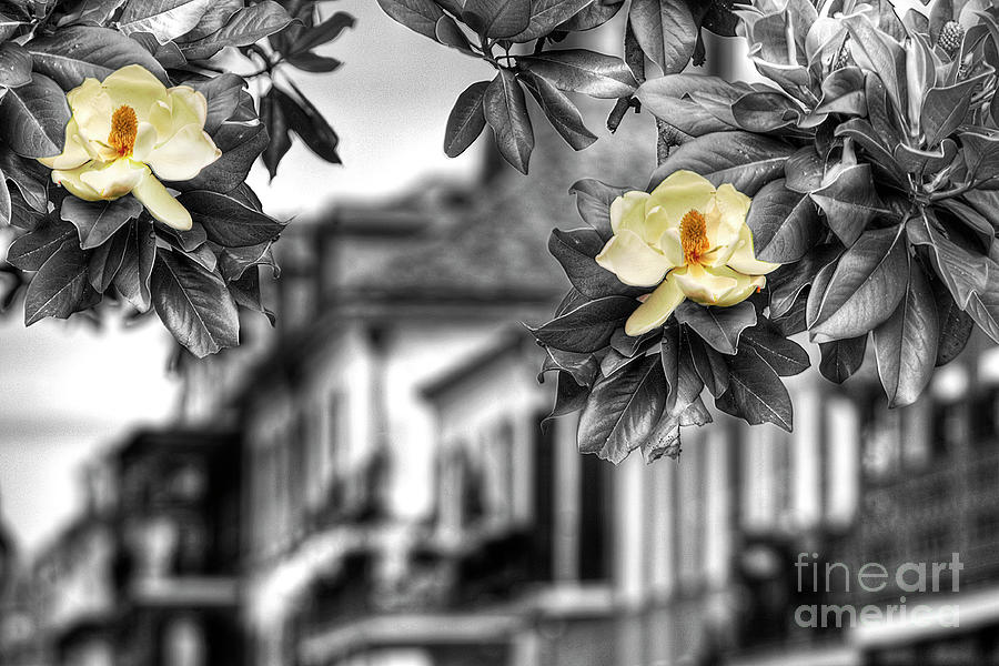 Selective Color Photograph - French_quarter_magnolias by Alex Demyan
