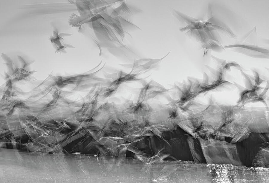 Bird Photograph - Frenzy by Cate Franklyn