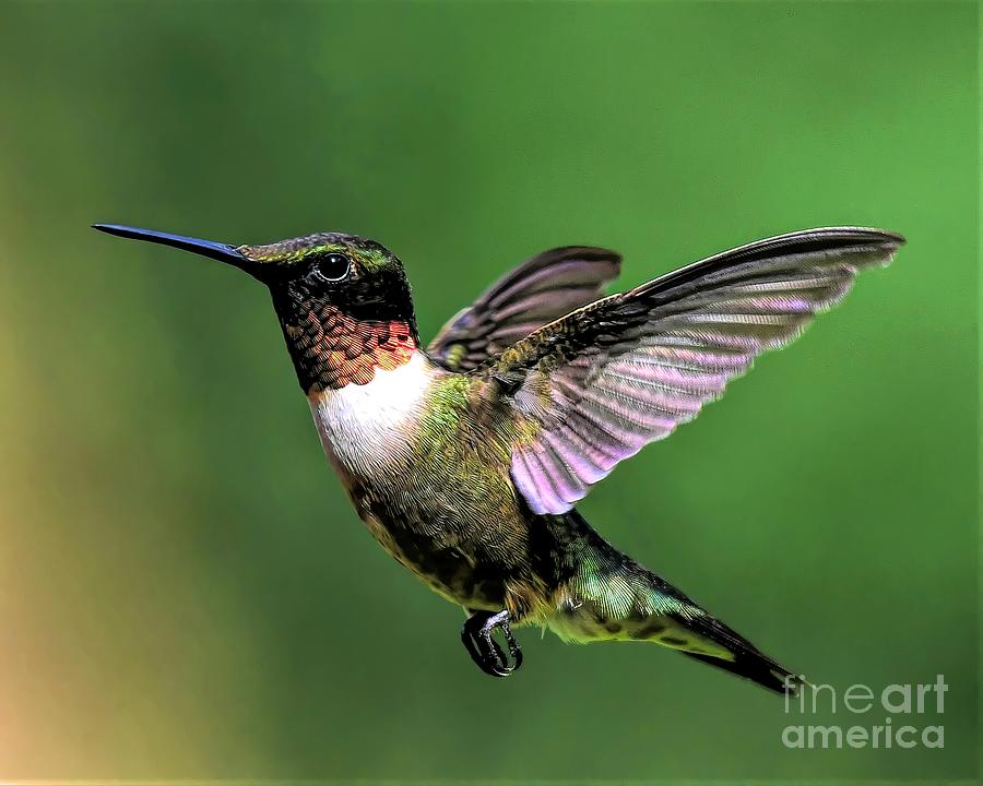 Hummingbird Photograph - Frequent Flyer by Jennifer Jenson