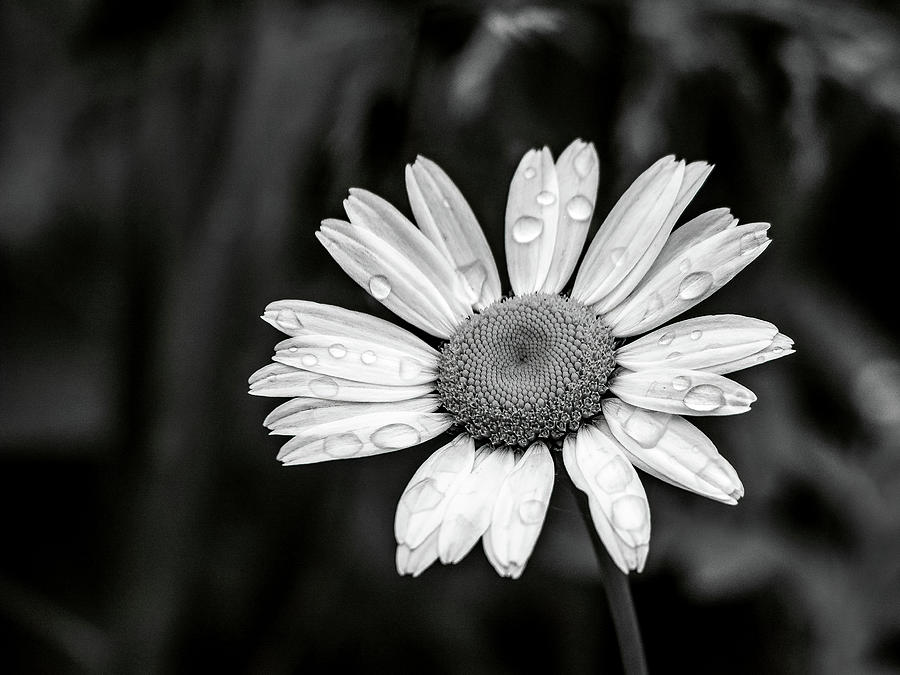 Fresh as a Daisy Photograph by Kristine Hinrichs