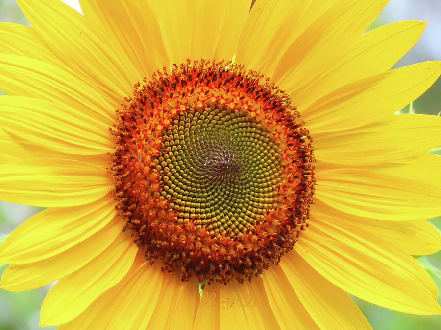 Fresh as a Daisy Sunflower - Floral Photography - Sunflowers as Art Photograph by Brooks Garten Hauschild