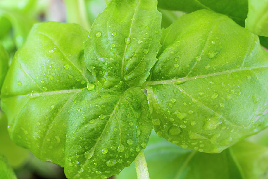 Basil leaves closeup with water droplets by Stephen Frost