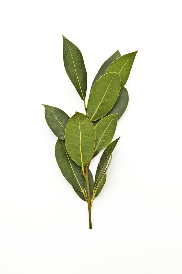 Fresh bay leaves on the tree branch Photograph by Bill Boch