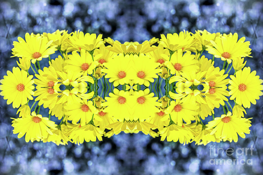 Fresh beautiful yellow Osteospermum flowers blossoming surreal shaped symmetrical kaleidoscope Photograph by Gregory DUBUS