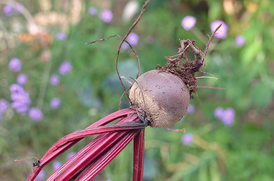 Fresh beetroot from the garden Photograph by Louise Morgan