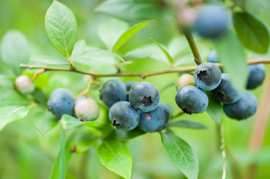 Fresh blueberries in nature outdoors Photograph by Yashabaker