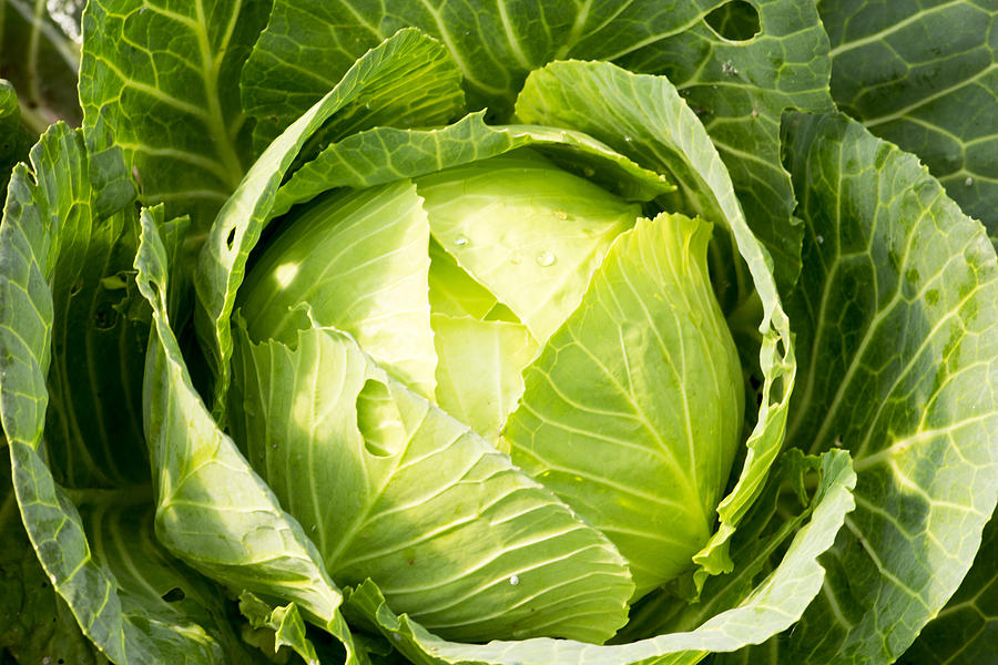 Fresh Cabbage In The Vegetable Garden Photograph by Ismode
