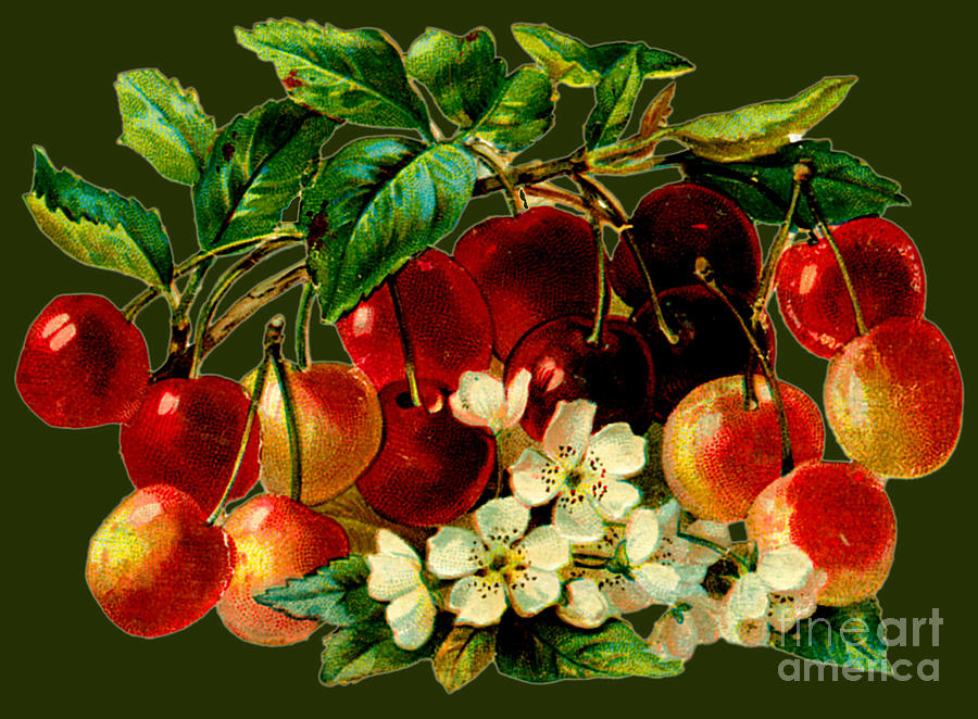 Fresh Cherries Illustration Painting by Unknown