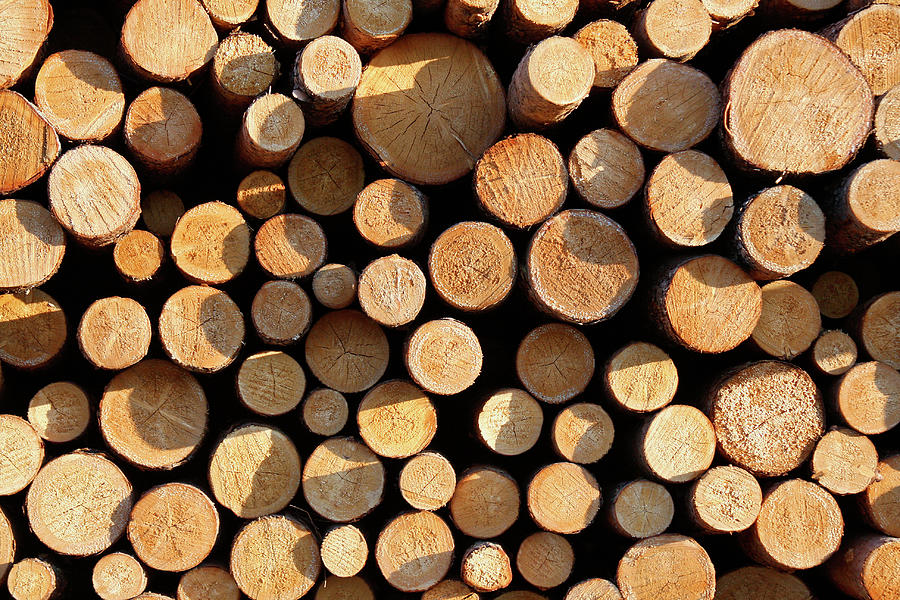 Fresh cut wood logs Photograph by Tatiana Travelways