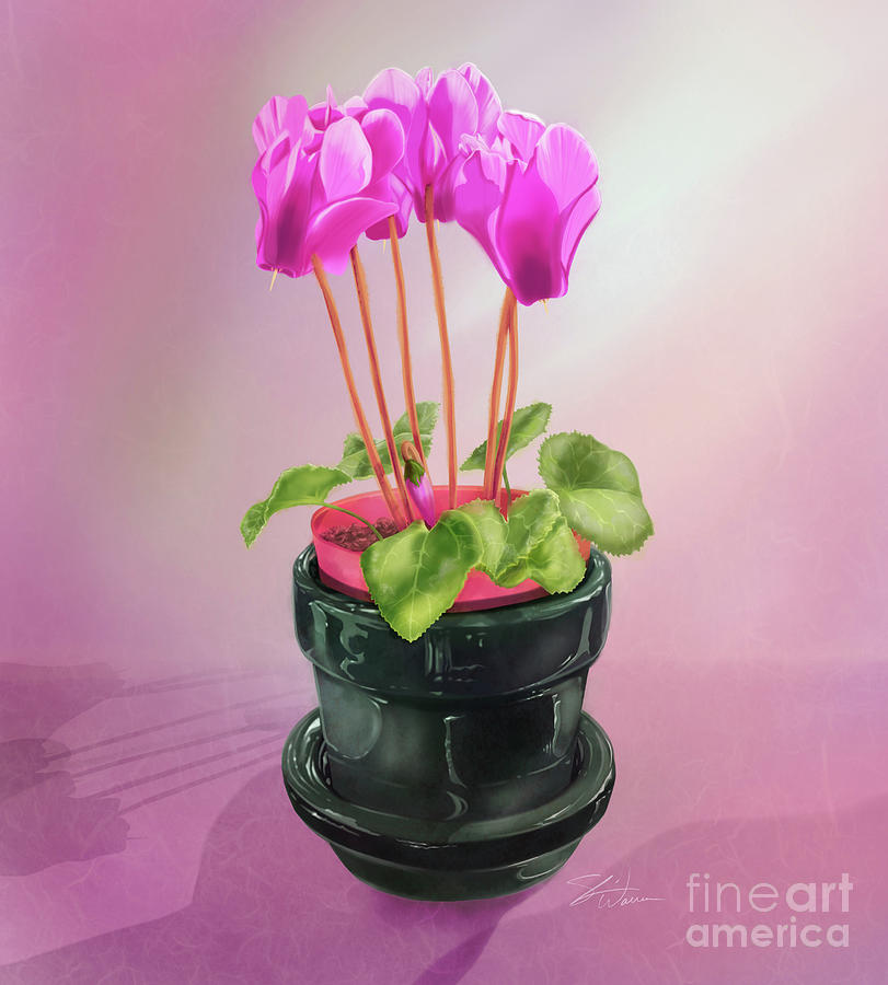 Fresh Cyclamen Flowers Mixed Media by Shari Warren