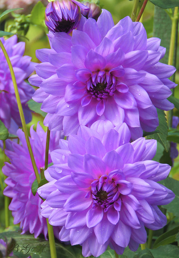 Dahlias for Sale - Purple Flower Photography - Beautiful Flowers - Floral Photography Photograph by Brooks Garten Hauschild