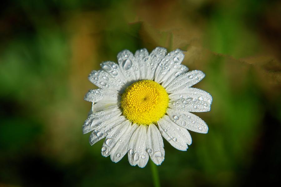 Fresh Daisy Sprinkled With Dew Photograph