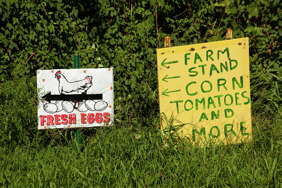 Fresh Eggs and More Photograph by Karol Livote Fine Art America