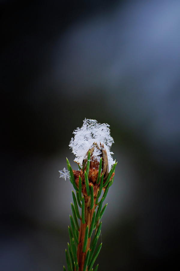 Fresh fallen snow onthe tip of a small spruce tree Photograph by Ulrich Kunst And Bettina Scheidulin