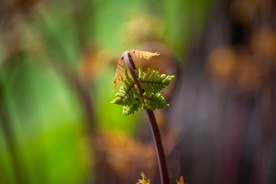 Fresh Ferns Photograph by Linda Bonaccorsi