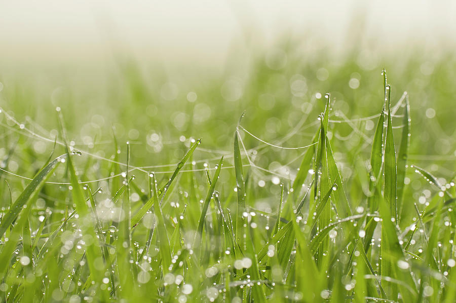 Fresh fields Photograph by Cesar Torres - Fine Art America