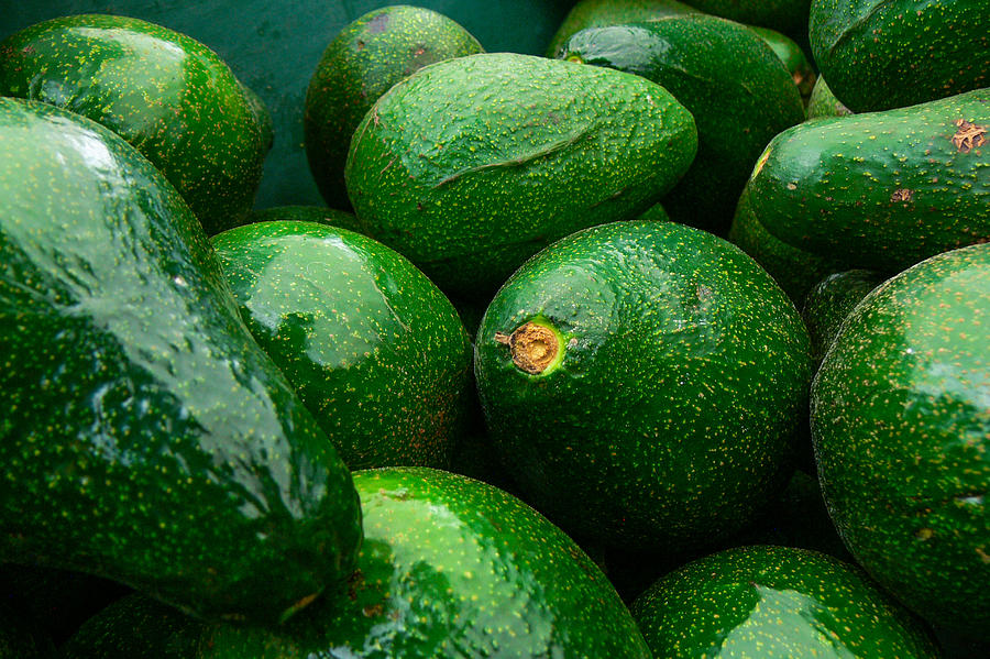 Fresh Fuerte Avocado Harvested Photograph by Gustavo Ramirez