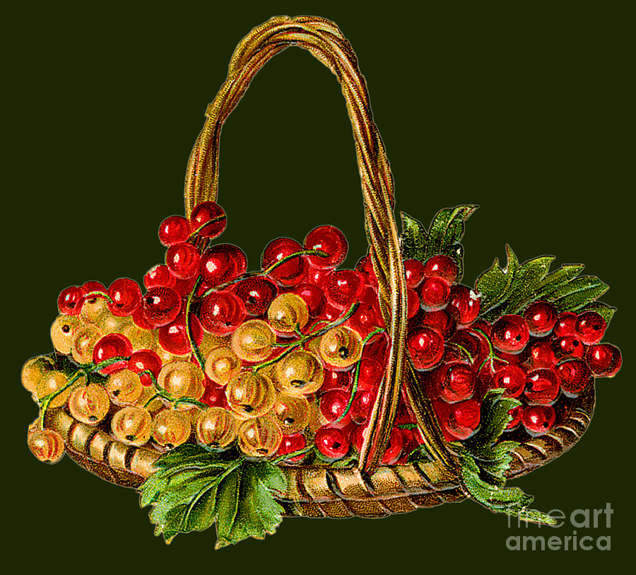 Fresh Grapes Illustration Painting by Unknown