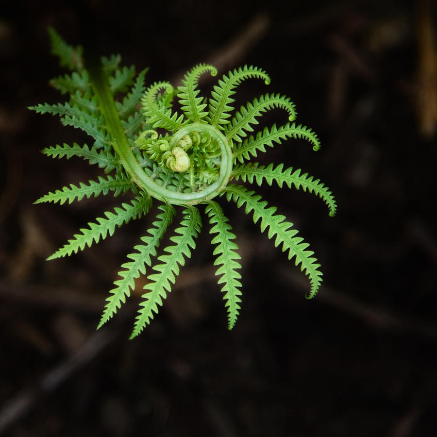 Fresh green fern Photograph by Patricia Toth McCormick