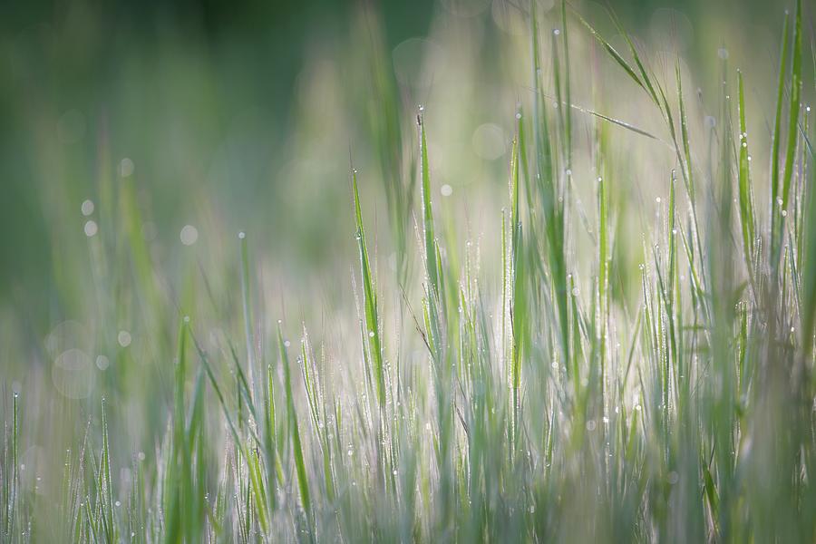 Fresh Green Grass with Morning Dew Photograph by Alexander Kunz