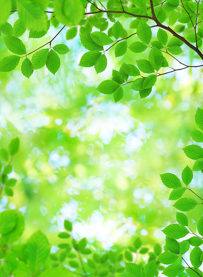 Fresh Green Leaves Photograph by Borchee