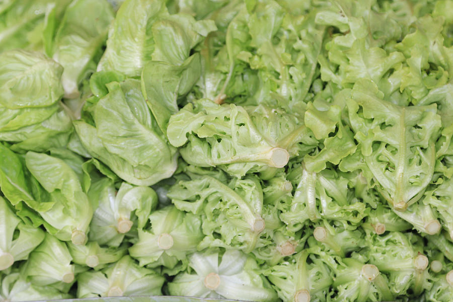 Fresh green lettuce Photograph by Ko_orn