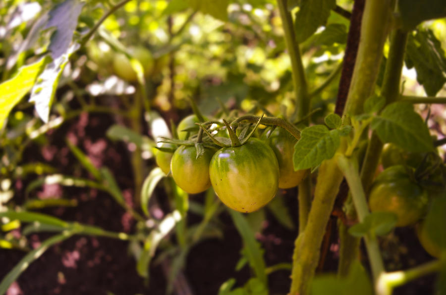 Fresh green tomatoes. Agriculture concept. Photograph by Linchevskiy