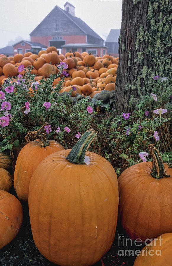 Fresh Harvest Pumpkins Photograph