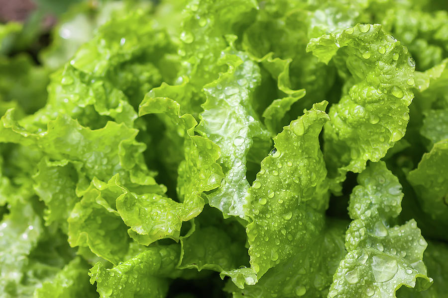 Lettuce Photograph - Fresh home grown organic green leaves of lettuce salad. Wet plant growing on kitchen-garden in countryside by Olga Strogonova