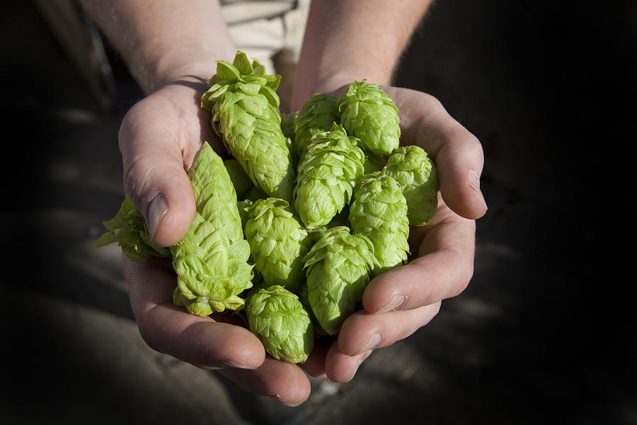 Fresh Hops Ready for Beer Photograph by LICreate