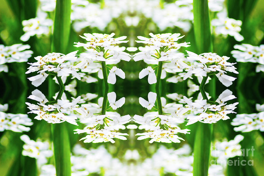 Fresh Iberis Sempervirens evergreen candytuft flowers surreal shaped symmetrical kaleidoscope Photograph by Gregory DUBUS